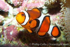 Percula clownfish anemonefish, Amphiprion percula