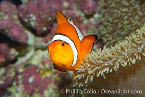 Percula clownfish anemonefish, Amphiprion percula