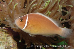Pink anemonefish, Amphiprion perideraion