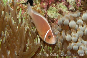 Pink anemonefish, Amphiprion perideraion