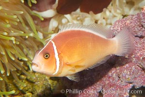 Pink anemonefish, Amphiprion perideraion