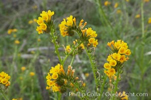Ranchers fiddleneck, also known as common fiddleneck, blooms in spring, Amsinckia menziesii, San Elijo Lagoon, Encinitas, California