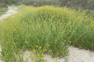 Ranchers fiddleneck, also known as common fiddleneck, blooms in spring, Amsinckia menziesii, San Elijo Lagoon, Encinitas, California