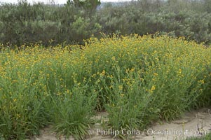 Ranchers fiddleneck, also known as common fiddleneck, blooms in spring, Amsinckia menziesii, San Elijo Lagoon, Encinitas, California