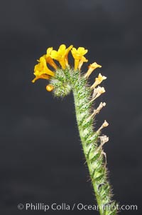 Ranchers fiddleneck, also known as common fiddleneck, blooms in spring, Amsinckia menziesii, San Elijo Lagoon, Encinitas, California