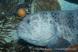 Wolf eel, although similar in shape to eels, is cartilaginous and not a true fish.  Its powerful jaws can crush invertibrates, such as spiny sea urchins.  It can grow to 6 feet (2m) in length, Anarrhichthys ocellatus