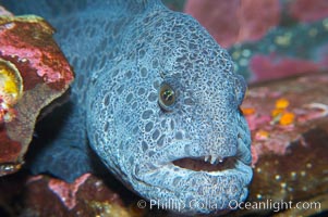 Wolf eel, although similar in shape to eels, is cartilaginous and not a true fish.  Its powerful jaws can crush invertibrates, such as spiny sea urchins.  It can grow to 6 feet (2m) in length, Anarrhichthys ocellatus