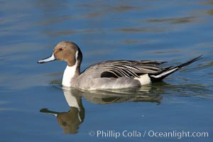 Northern pintail, male, Anas acuta, Upper Newport Bay Ecological Reserve, Newport Beach, California