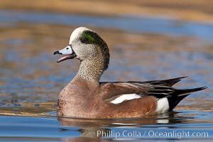 American wigeon, male, Anas americana, Socorro, New Mexico