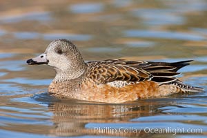 American wigeon, female, Anas americana, Socorro, New Mexico