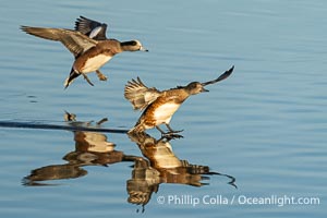 American wigeon, Anas americana, male and female landing on water, Anas americana, Bolsa Chica State Ecological Reserve, Huntington Beach, California