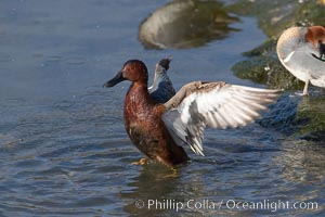 Cinnamon teal, male, Anas cyanoptera, Upper Newport Bay Ecological Reserve, Newport Beach, California