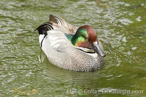 Falcated teal, Anas falcata