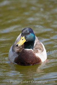 Mallard, male, Anas platyrhynchos, Santee Lakes