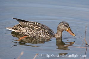 Mallard, female, Anas platyrhynchos, Santee Lakes