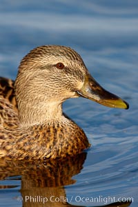 Mallard, female, Anas platyrhynchos, Santee Lakes