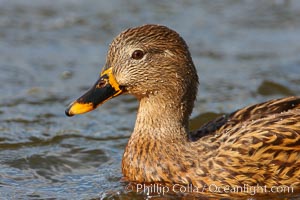 Mallard, female, Anas platyrhynchos, Santee Lakes