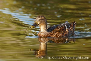 Mallard, female, Anas platyrhynchos, Santee Lakes