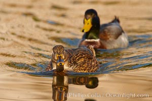 Mallard, female pursued by male, Anas platyrhynchos, Santee Lakes