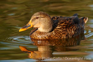 Mallard, female, Anas platyrhynchos, Santee Lakes