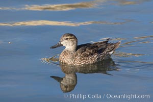 Teal, female, likely blue-winged teal (Anas discors) or green-winged teal (Anas crecca), Anas, Upper Newport Bay Ecological Reserve, Newport Beach, California