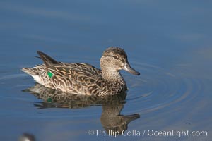 Teal, female, likely blue-winged teal (Anas discors) or green-winged teal (Anas crecca), Anas, Upper Newport Bay Ecological Reserve, Newport Beach, California