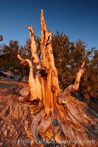 Ancient bristlecone pine tree, rising above the arid, dolomite-rich slopes of the Schulman Grove in the White Mountains at an elevation of 9500 above sea level, along the Methuselah Walk.  The oldest bristlecone pines in the world are found in the Schulman Grove, some of them over 4700 years old. Ancient Bristlecone Pine Forest.