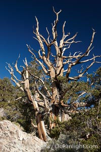 Ancient bristlecone pine tree, rising above the arid, dolomite-rich slopes of the Schulman Grove in the White Mountains at an elevation of 9500 above sea level, along the Methuselah Walk.  The oldest bristlecone pines in the world are found in the Schulman Grove, some of them over 4700 years old. Ancient Bristlecone Pine Forest, Pinus longaeva, White Mountains, Inyo National Forest