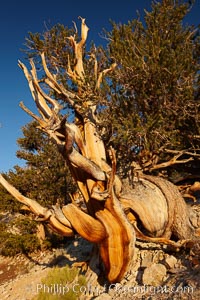 Ancient bristlecone pine tree, rising above the arid, dolomite-rich slopes of the Schulman Grove in the White Mountains at an elevation of 9500 above sea level, along the Methuselah Walk.  The oldest bristlecone pines in the world are found in the Schulman Grove, some of them over 4700 years old. Ancient Bristlecone Pine Forest, Pinus longaeva, White Mountains, Inyo National Forest