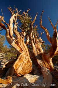 Ancient bristlecone pine tree, rising above the arid, dolomite-rich slopes of the Schulman Grove in the White Mountains at an elevation of 9500 above sea level, along the Methuselah Walk.  The oldest bristlecone pines in the world are found in the Schulman Grove, some of them over 4700 years old. Ancient Bristlecone Pine Forest, Pinus longaeva, White Mountains, Inyo National Forest