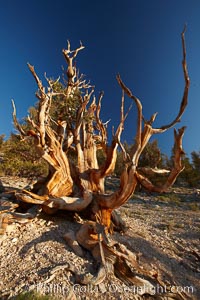 Ancient bristlecone pine tree, rising above the arid, dolomite-rich slopes of the Schulman Grove in the White Mountains at an elevation of 9500 above sea level, along the Methuselah Walk.  The oldest bristlecone pines in the world are found in the Schulman Grove, some of them over 4700 years old. Ancient Bristlecone Pine Forest, Pinus longaeva, White Mountains, Inyo National Forest