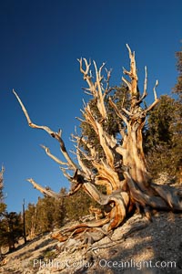 Ancient bristlecone pine tree, rising above the arid, dolomite-rich slopes of the Schulman Grove in the White Mountains at an elevation of 9500 above sea level, along the Methuselah Walk.  The oldest bristlecone pines in the world are found in the Schulman Grove, some of them over 4700 years old. Ancient Bristlecone Pine Forest, Pinus longaeva, White Mountains, Inyo National Forest