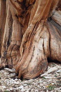 Ancient bristlecone pine tree, rising from arid, dolomite-rich slopes of the Patriarch Grove in the White Mountains at an elevation of 11,000 above sea level, White Mountains, Inyo National Forest