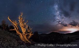 Ancient Bristlecone Pine Tree at night, stars and the Milky Way galaxy visible in the evening sky, near Patriarch Grove, Pinus longaeva, Ancient Bristlecone Pine Forest, White Mountains, Inyo National Forest