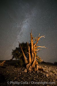 Ancient Bristlecone Pine Tree at night, stars and the Milky Way galaxy visible in the evening sky, near Patriarch Grove.