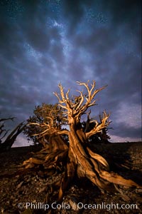 Ancient Bristlecone Pine Tree at night, stars and the Milky Way galaxy visible in the evening sky, near Patriarch Grove, Pinus longaeva, Ancient Bristlecone Pine Forest, White Mountains, Inyo National Forest