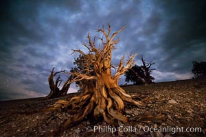 Ancient Bristlecone Pine Tree at night, stars and the Milky Way galaxy visible in the evening sky, near Patriarch Grove, Pinus longaeva, Ancient Bristlecone Pine Forest, White Mountains, Inyo National Forest