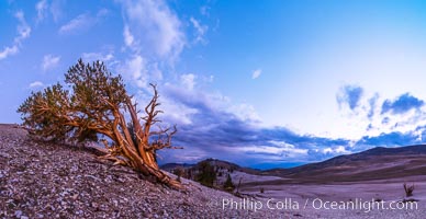 Ancient Bristlecone Pine Tree at sunset, panorama, with storm clouds passing over the White Mountains.  The eastern Sierra Nevada is just visible in the distance, Pinus longaeva, Ancient Bristlecone Pine Forest, White Mountains, Inyo National Forest