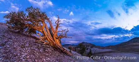 Ancient Bristlecone Pine Tree, storm front passing over White Mountains, sunset, panorama