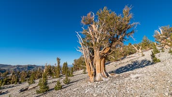 Ancient Bristlecone Pine tree, White Mountain Wilderness, Inyo National Forest, Pinus longaeva, Ancient Bristlecone Pine Forest, White Mountains, Inyo National Forest