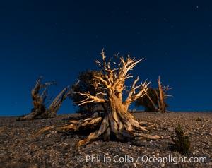 Ancient bristlecone pine trees at night, under a clear night sky full of stars, lit by a full moon, near Patriarch Grove, Pinus longaeva, White Mountains, Inyo National Forest