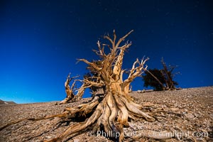 Ancient bristlecone pine trees at night, under a clear night sky full of stars, lit by a full moon, near Patriarch Grove, Pinus longaeva, White Mountains, Inyo National Forest