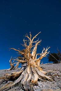 Ancient bristlecone pine trees at night, under a clear night sky full of stars, lit by a full moon, near Patriarch Grove, Pinus longaeva, White Mountains, Inyo National Forest