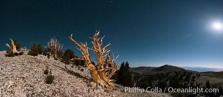 Ancient bristlecone pine trees at night, under a clear night sky full of stars, lit by a full moon, near Patriarch Grove.