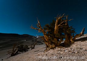 Ancient bristlecone pine trees at night, under a clear night sky full of stars, lit by a full moon, near Patriarch Grove, Pinus longaeva, White Mountains, Inyo National Forest