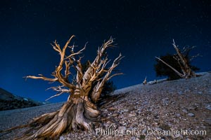 Ancient bristlecone pine trees at night, under a clear night sky full of stars, lit by a full moon, near Patriarch Grove.