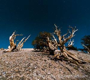 Ancient bristlecone pine trees at night, under a clear night sky full of stars, lit by a full moon, near Patriarch Grove, Pinus longaeva, White Mountains, Inyo National Forest