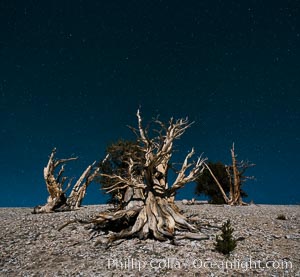 Ancient bristlecone pine trees at night, under a clear night sky full of stars, lit by a full moon, near Patriarch Grove, Pinus longaeva, White Mountains, Inyo National Forest