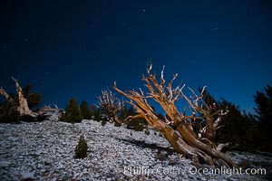 Ancient bristlecone pine trees at night, under a clear night sky full of stars, lit by a full moon, near Patriarch Grove, Pinus longaeva, White Mountains, Inyo National Forest