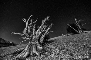 Ancient bristlecone pine trees at night, under a clear night sky full of stars, lit by a full moon, near Patriarch Grove, Pinus longaeva, White Mountains, Inyo National Forest